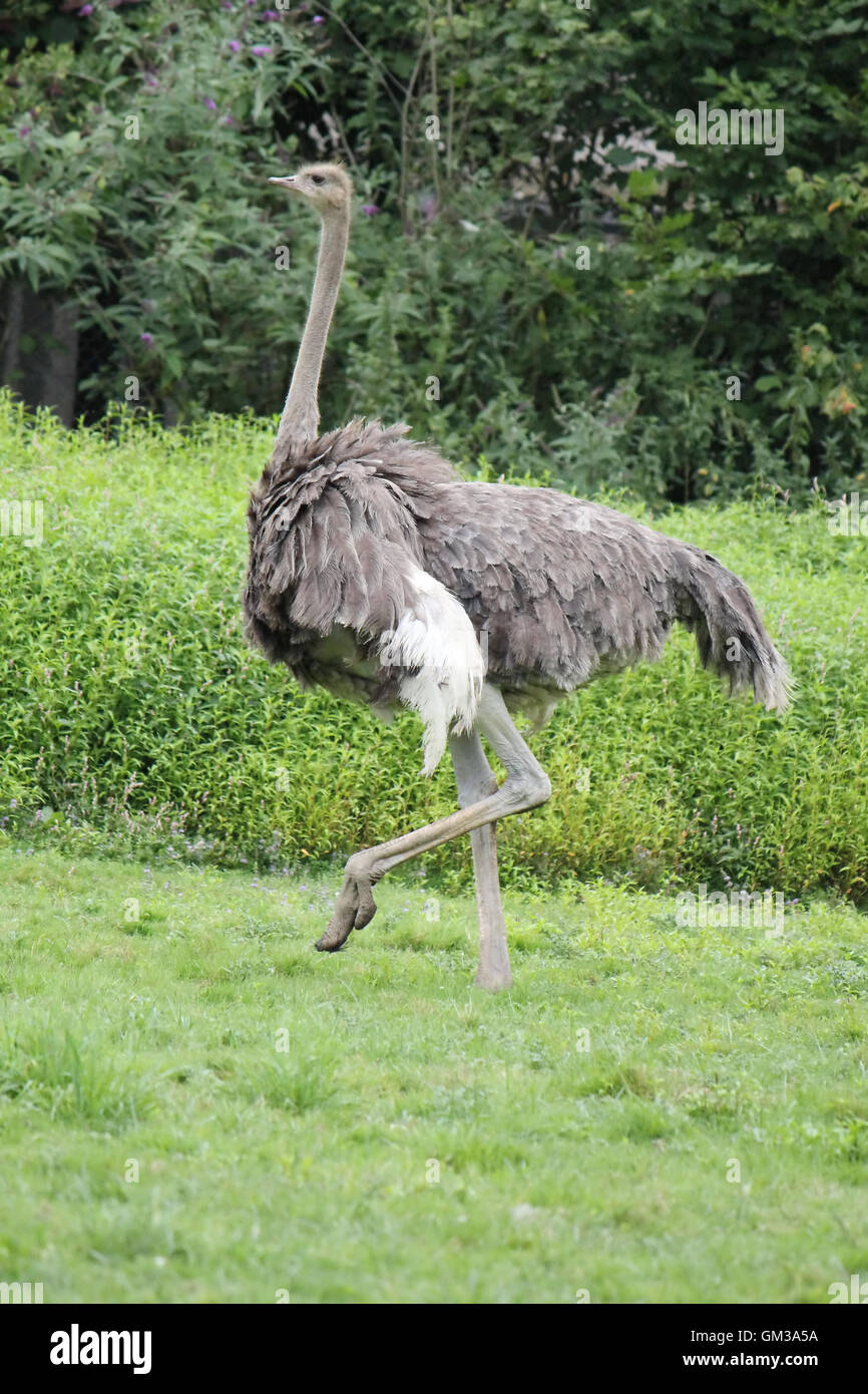 нелетающие птицы страус. страусиная походка. страусиная походка. страусиная походка. африканский страус в саванне.
