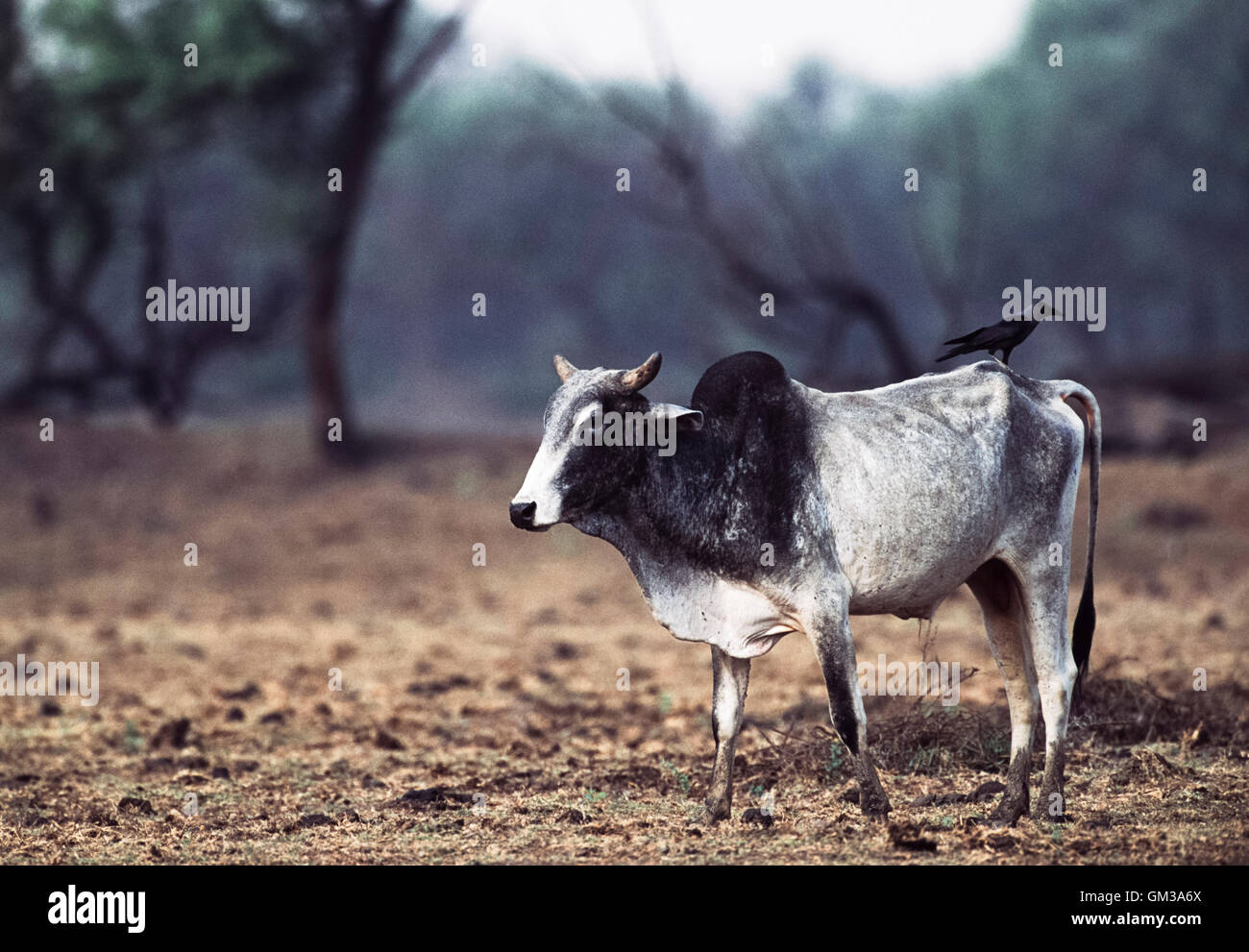 Brahman cow, a domestic cow, (Bos indicus), during drought with House Crow on its back, Gujarat, India Stock Photo