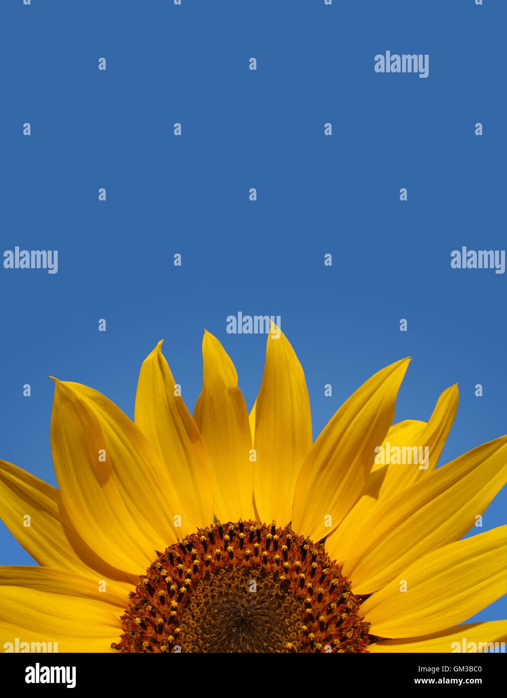 Sunflower Portrait Background Stock Photo - Alamy