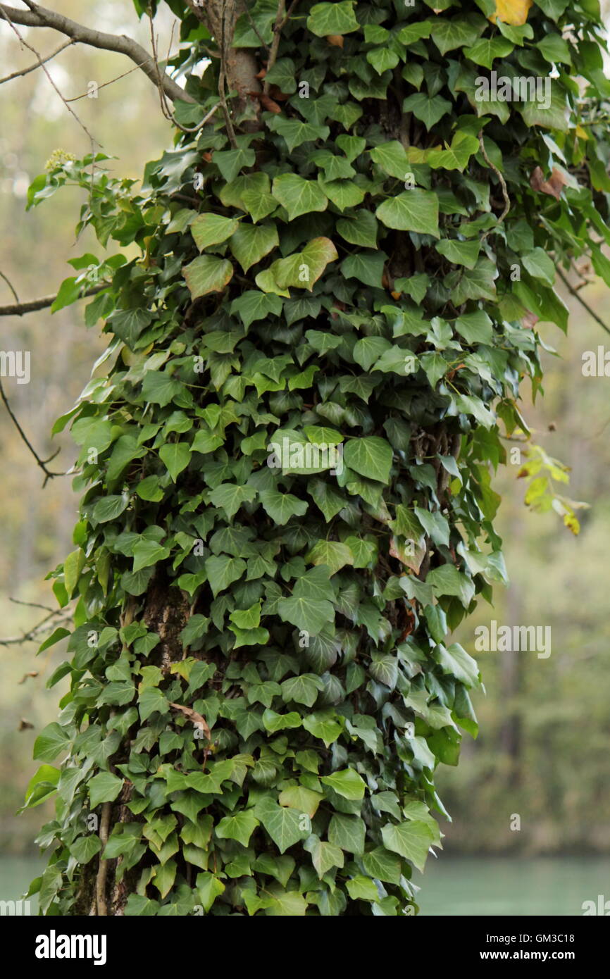 Ivy on the trink Stock Photo - Alamy