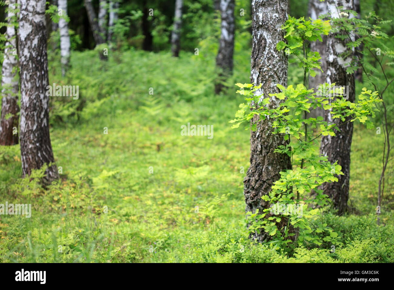 birch forest Stock Photo