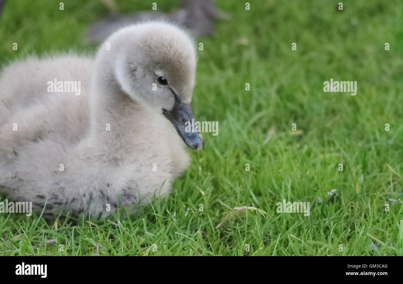 Gosling copy space hires stock photography and images Alamy