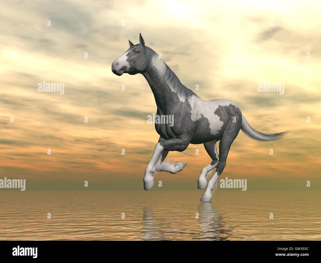Gypsy vanner horse running - 3D render Stock Photo