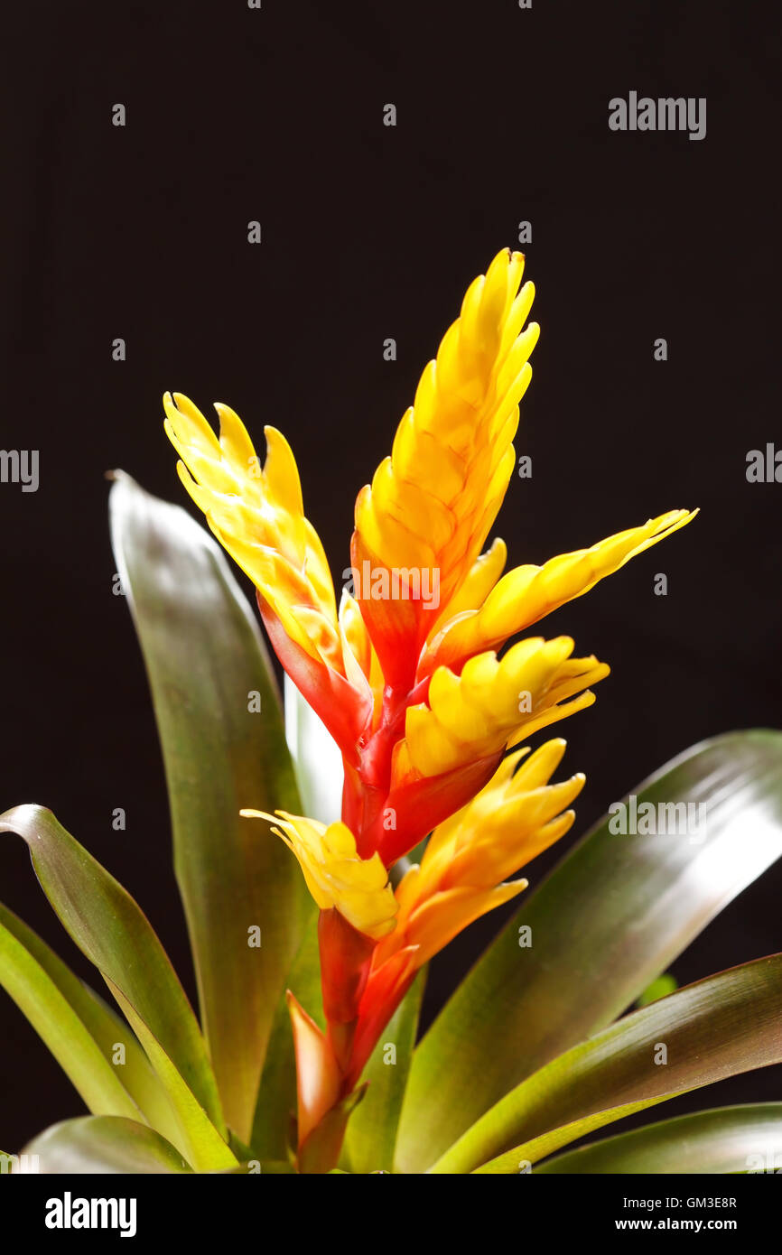 Window plant 'vriesea splendens' Stock Photo