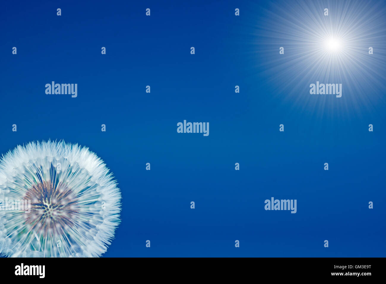 Blue sky and sun with dandelion Stock Photo