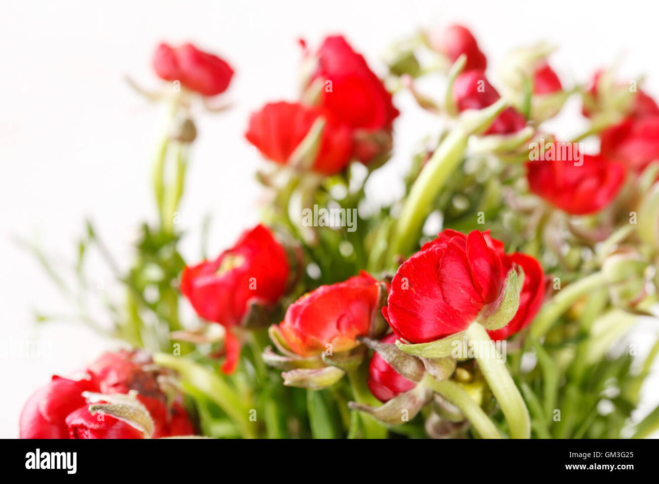 red Ranunculus Stock Photo