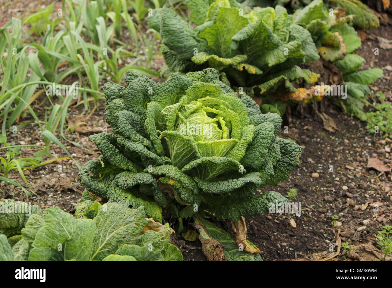 Spring cabbage studio hi-res stock photography and images - Alamy