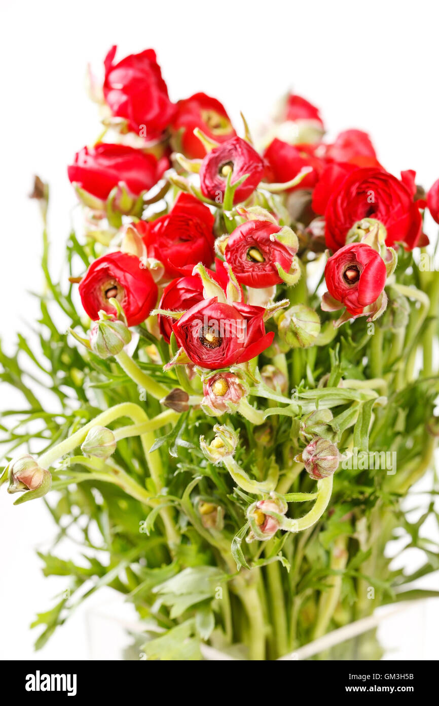 red Ranunculus Stock Photo