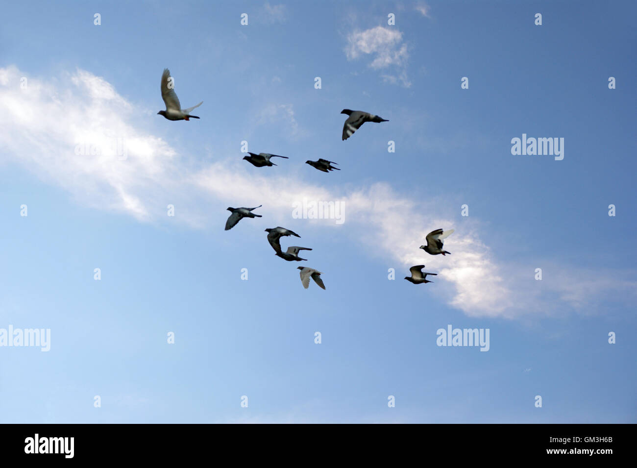 Background image of blue sky and flying birds Stock Photo - Alamy