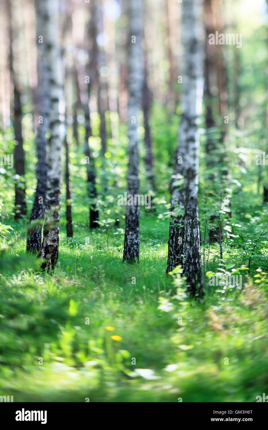 Birch forest Stock Photo