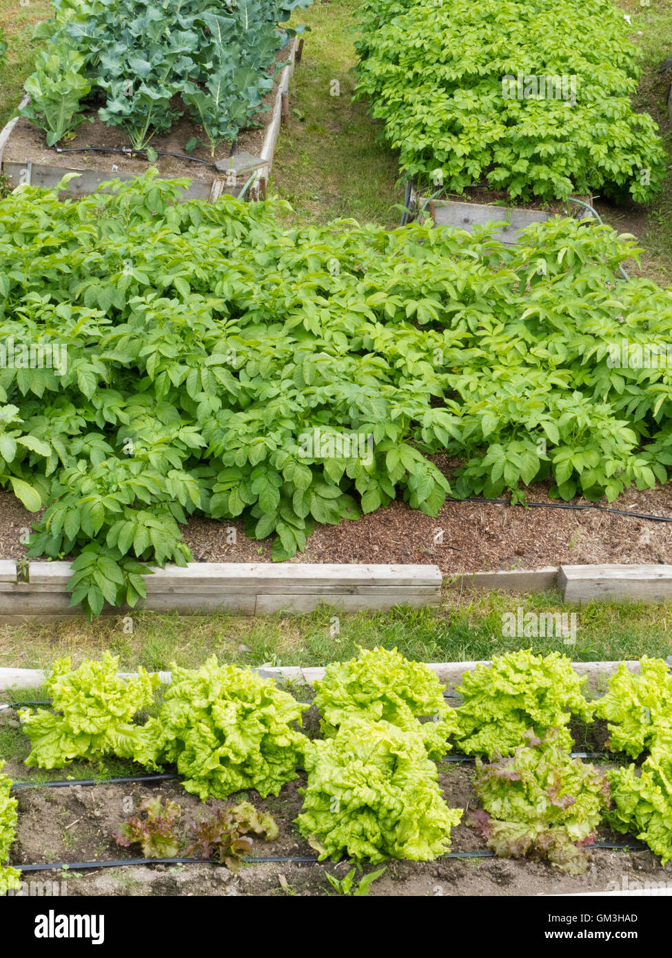 Raised beds of various vegetable plants potatoes Stock Photo