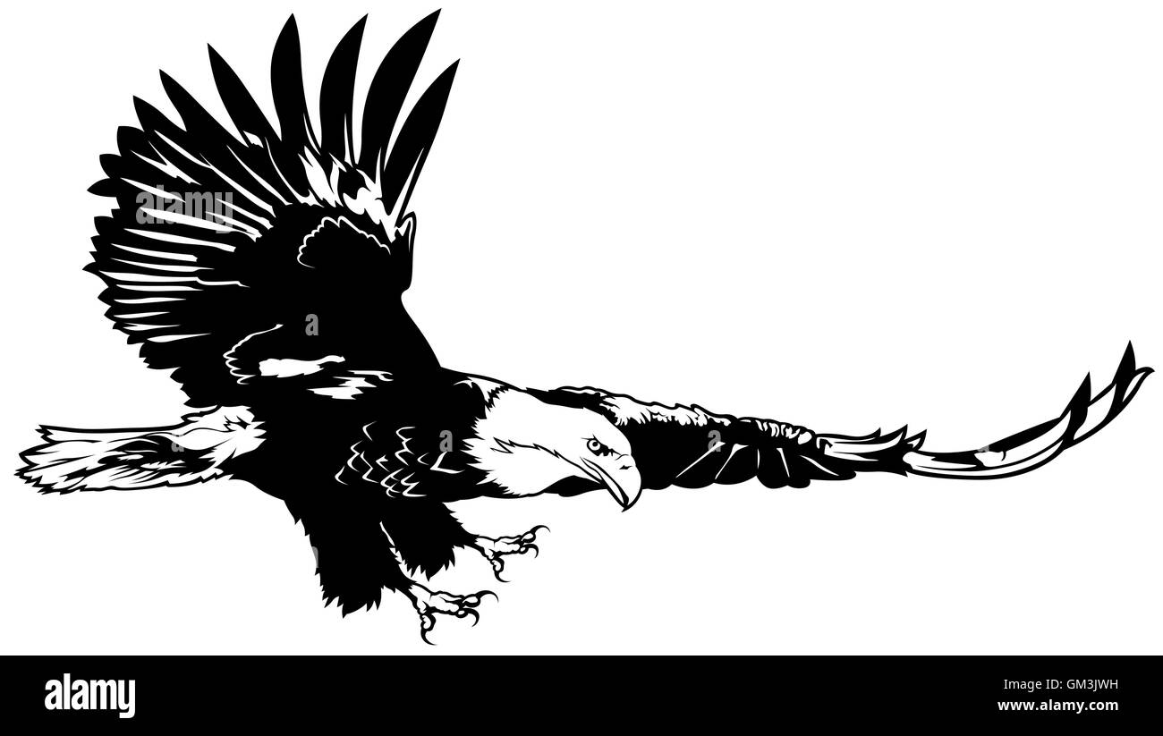 Flying bald eagle Black and White Stock Photos & Images - Alamy