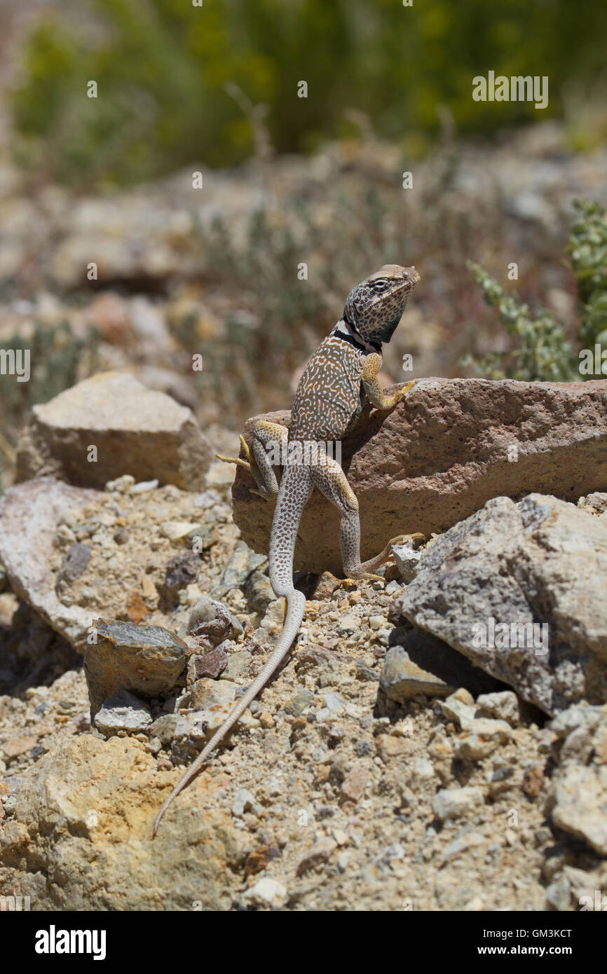 Collared Lizard. Nevada. USA Stock Photo Alamy