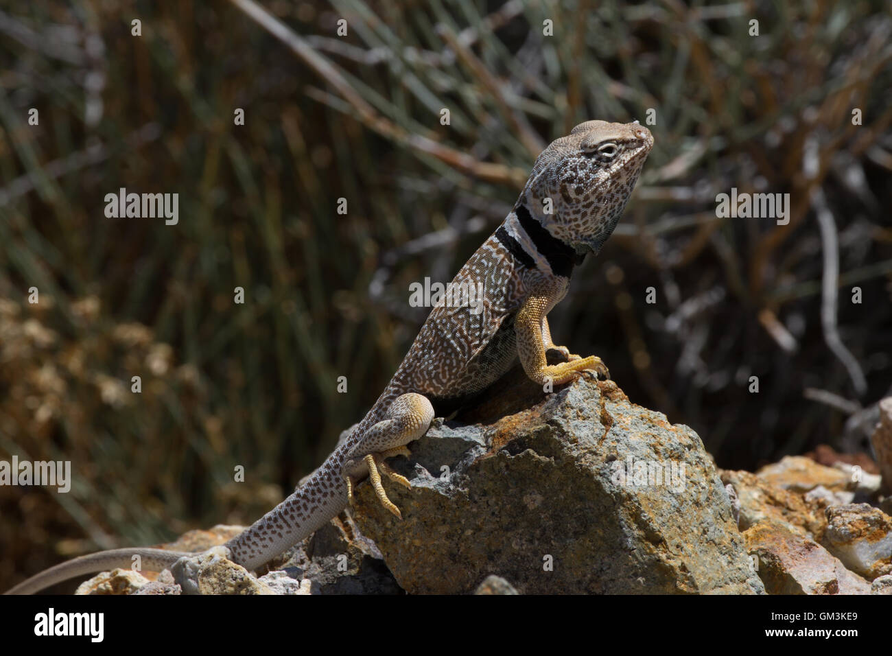 Collared Lizard America High Resolution Stock Photography and Images