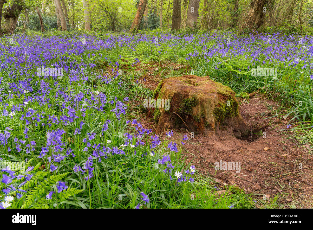 Blue bells Norfolk Stock Photo