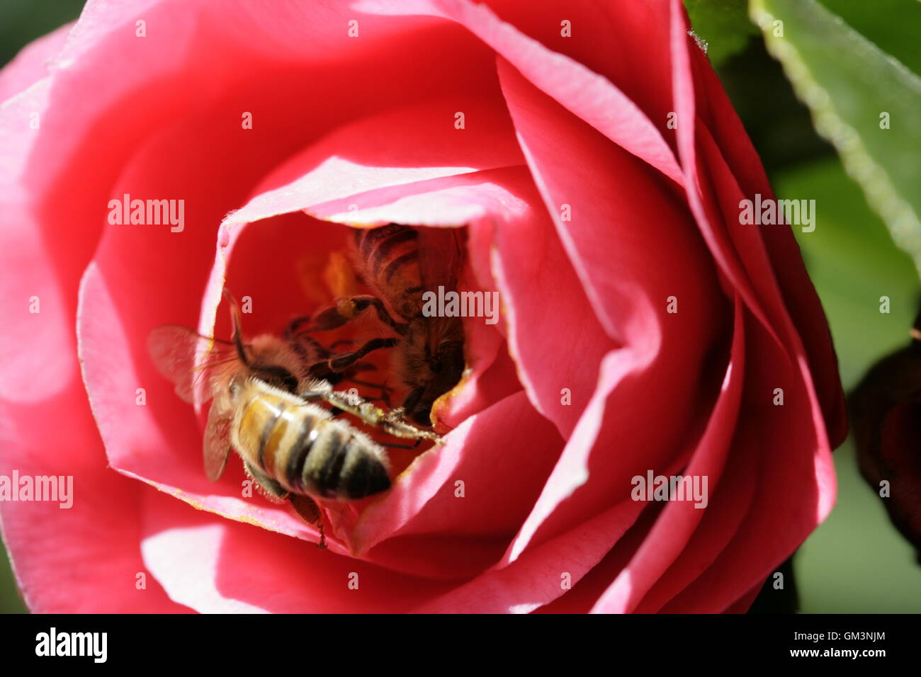 Bees inside flower Stock Photo Alamy
