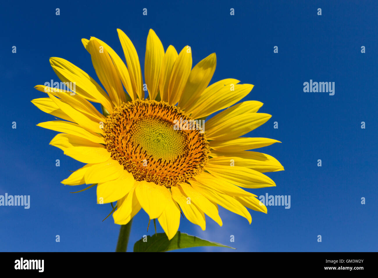 Single sunflower facing the sun with brilliant blue sky Stock Photo