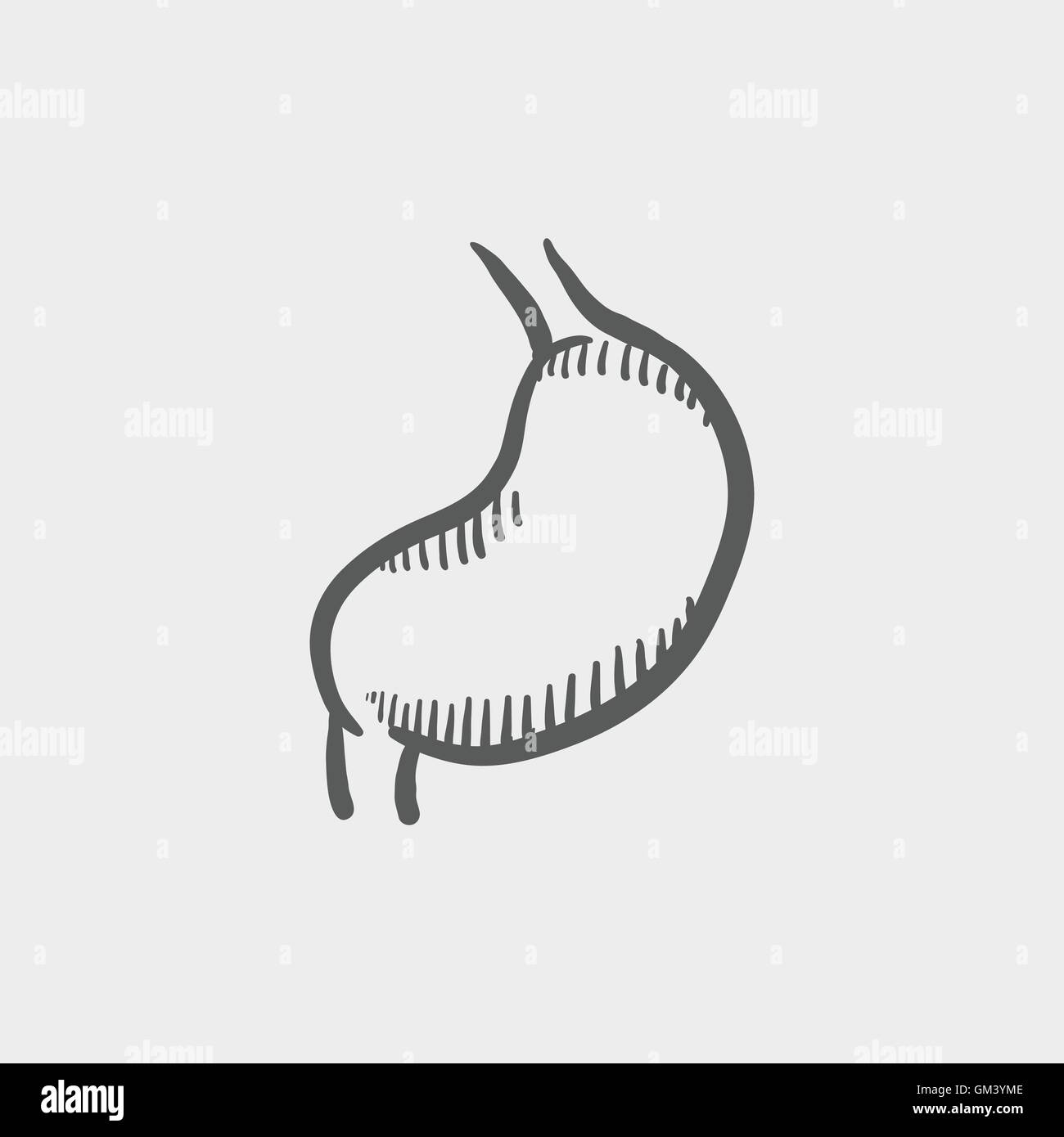 Stomach sketch icon Stock Vector