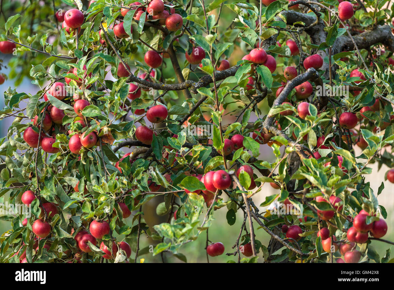 Trees full of red apples in an orchard Stock Photo - Alamy