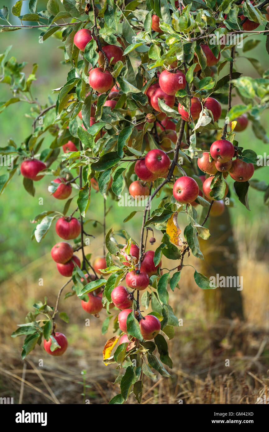 Trees full of red apples in an orchard Stock Photo - Alamy