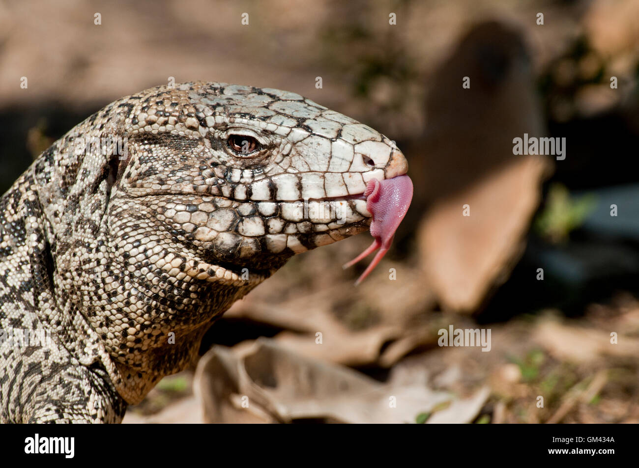 Argentine black-and-white Tegu lizard (Salvator merianae) flicking its tongue in The Pantanal, Brazil, South America Stock Photo