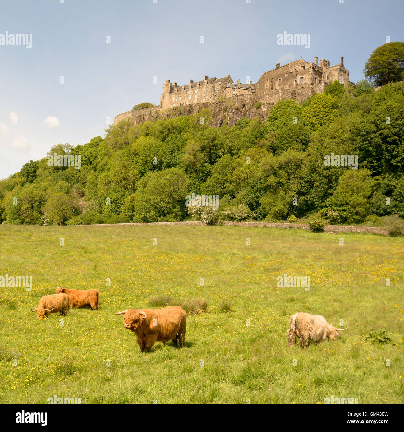 Highland cattle castle hires stock photography and images Alamy