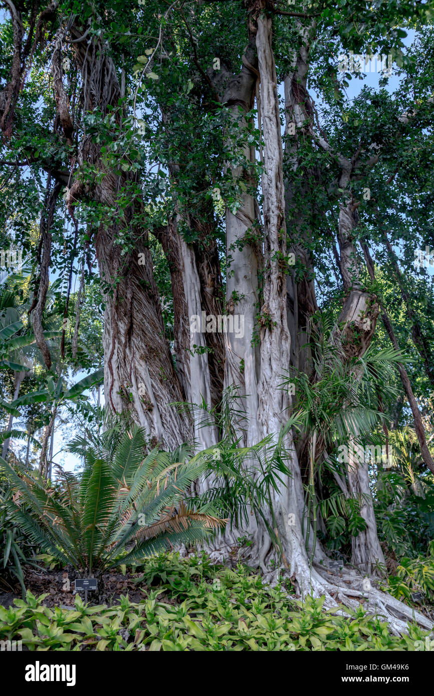 Jungle tree Stock Photo