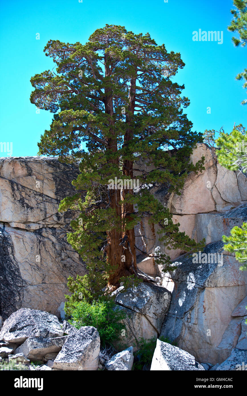 Tree growing out of rock on the Benson Lake Loop trail Stock Photo - Alamy