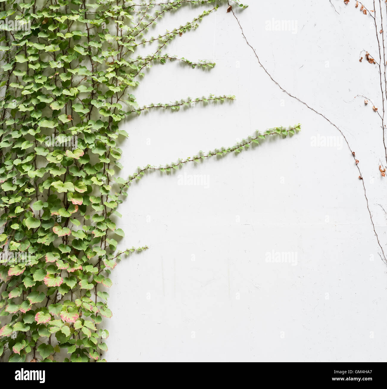 ivy leaves isolated on a white background Stock Photo - Alamy