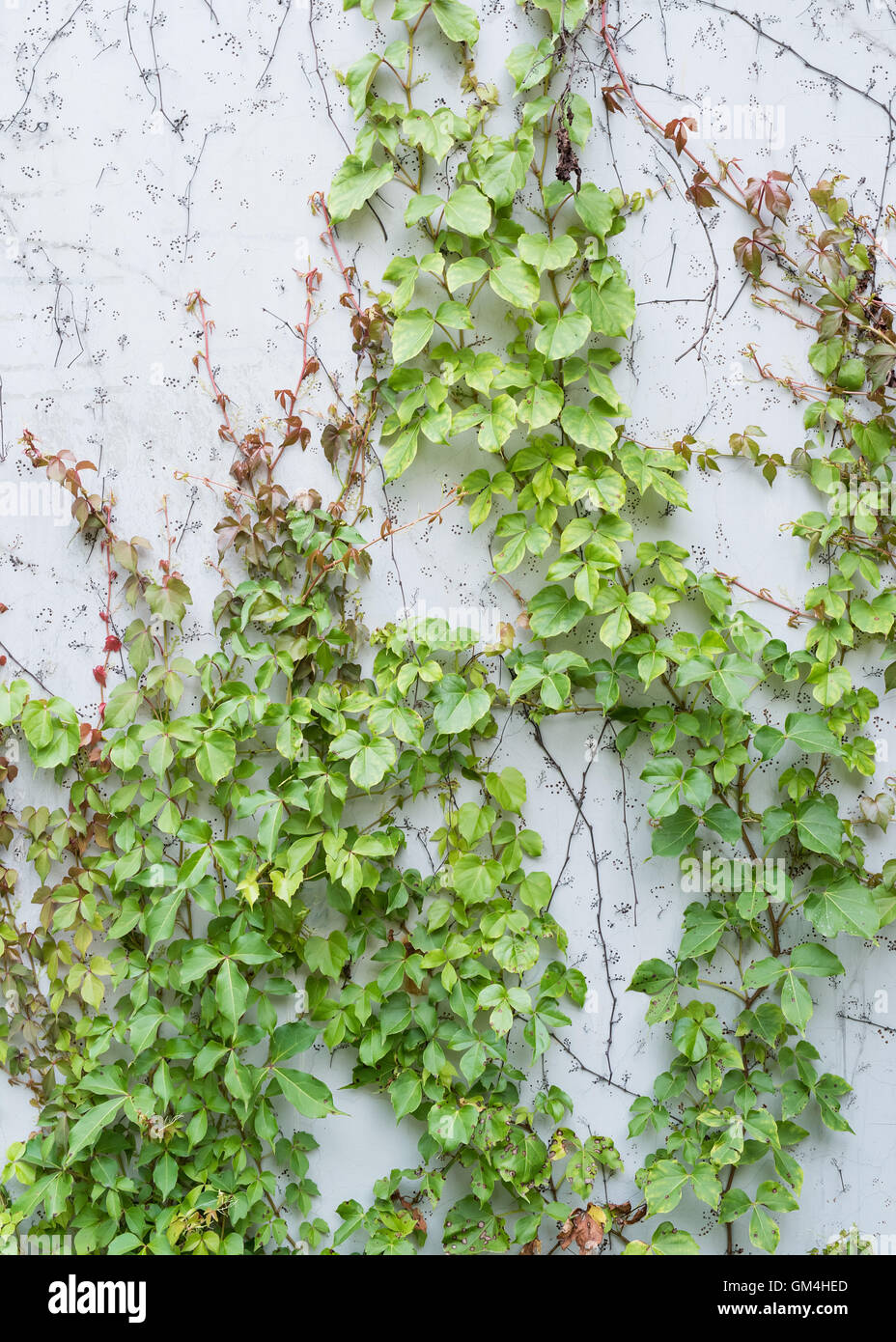ivy leaves isolated on a white background Stock Photo - Alamy