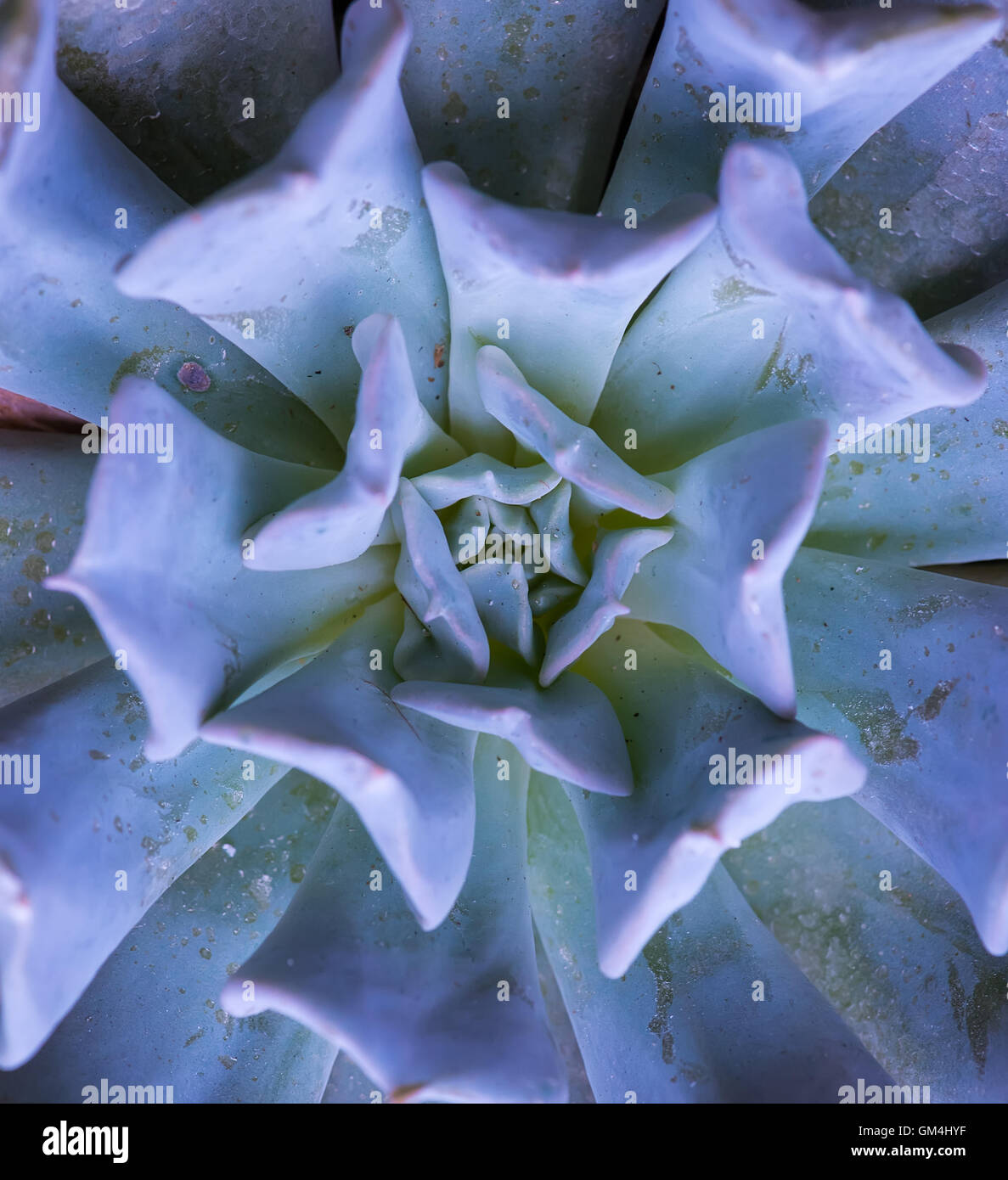 cactus succulents in a planter Stock Photo Alamy