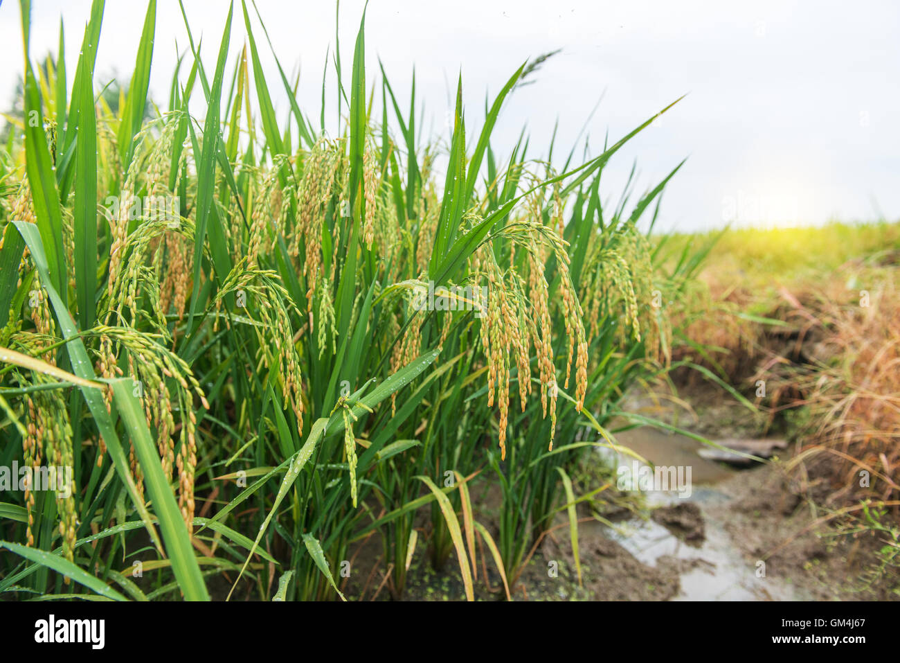 rice field and drops Stock Photo - Alamy