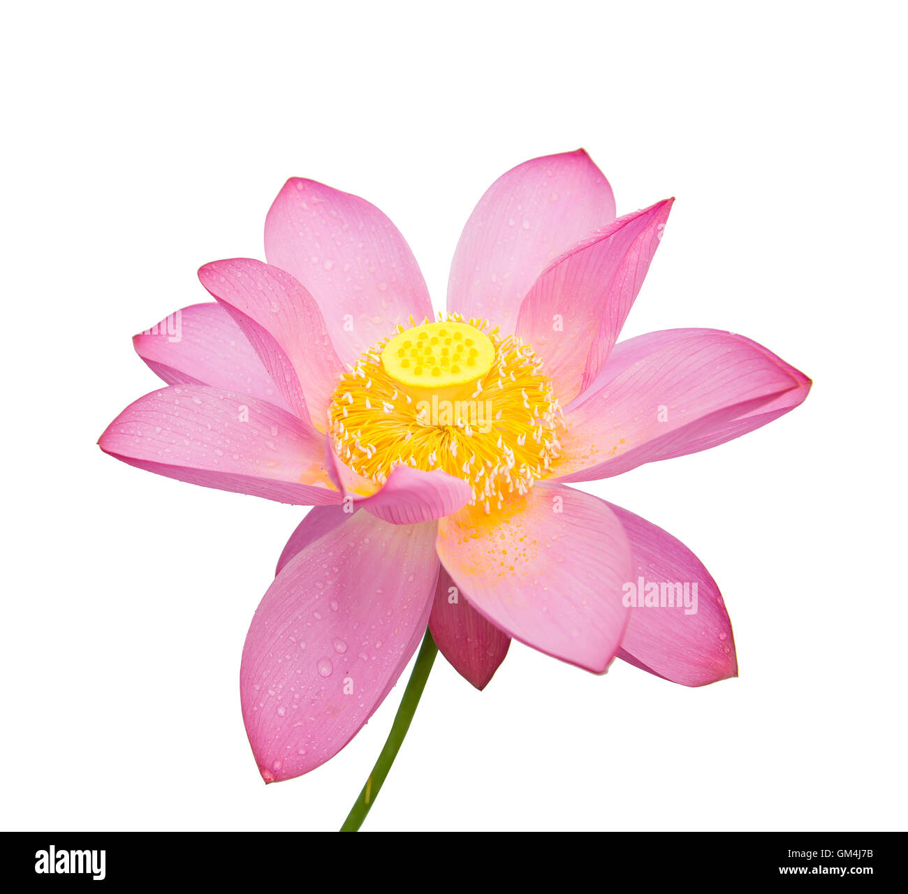 Lotus flower blooming on pond Stock Photo