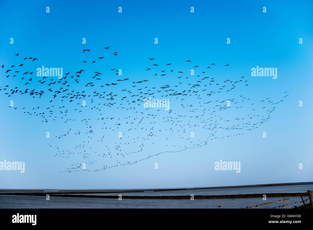 Blue sky black birds hi-res stock photography and images - Alamy