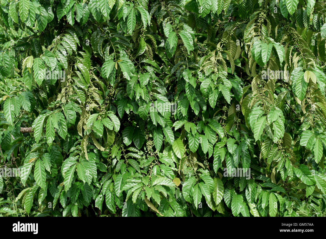 Young Coffee Trees Conilon Robusta Coffea Stock Photo 2348722393