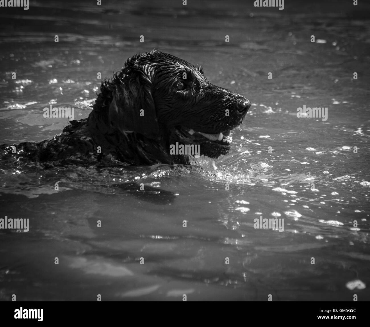 Swimming Dog Stock Photo