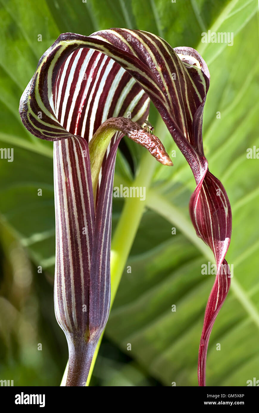 Close up of Cobra Lily, Arisaema fargesii inflorescence Stock Photo