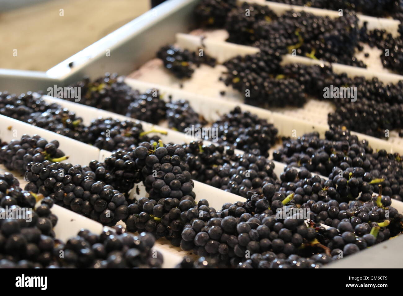 Grapes on the changing table at the winery of Neudorf Vineyards, Nelson, New Zealand Stock Photo