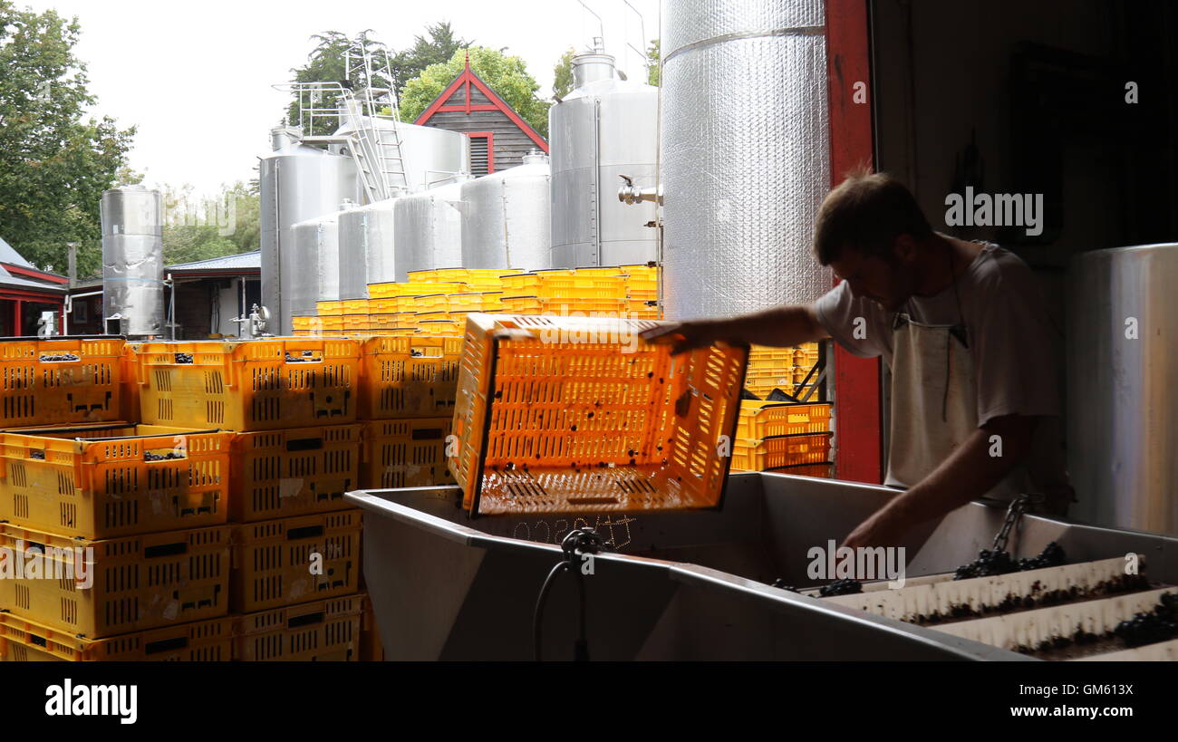 Worker tipping grapes onto the sorting table at the winery of Neudorf Vineyards, Nelson, New Zealand Stock Photo