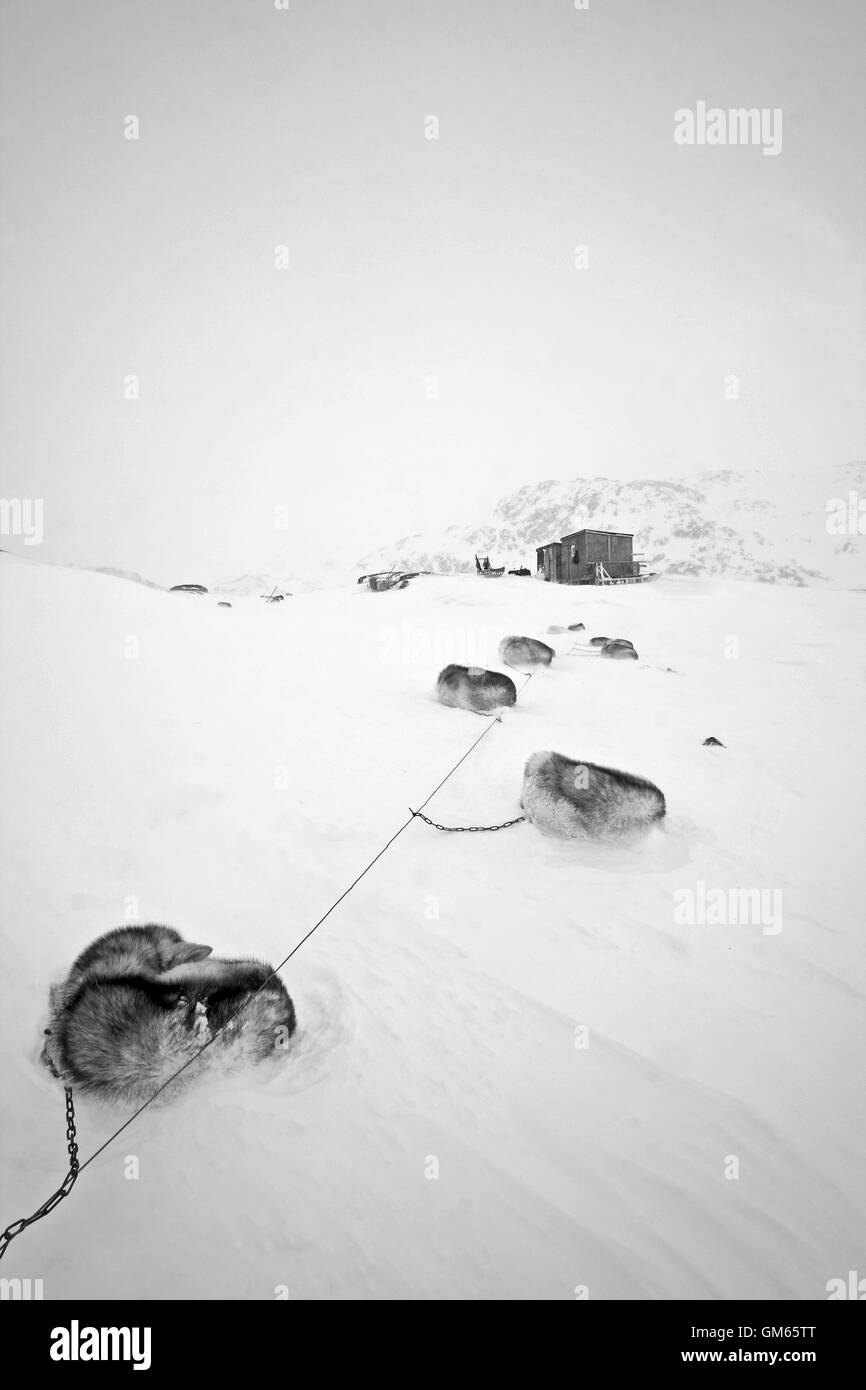 Sled dog. Kulusuk. Greenland Stock Photo