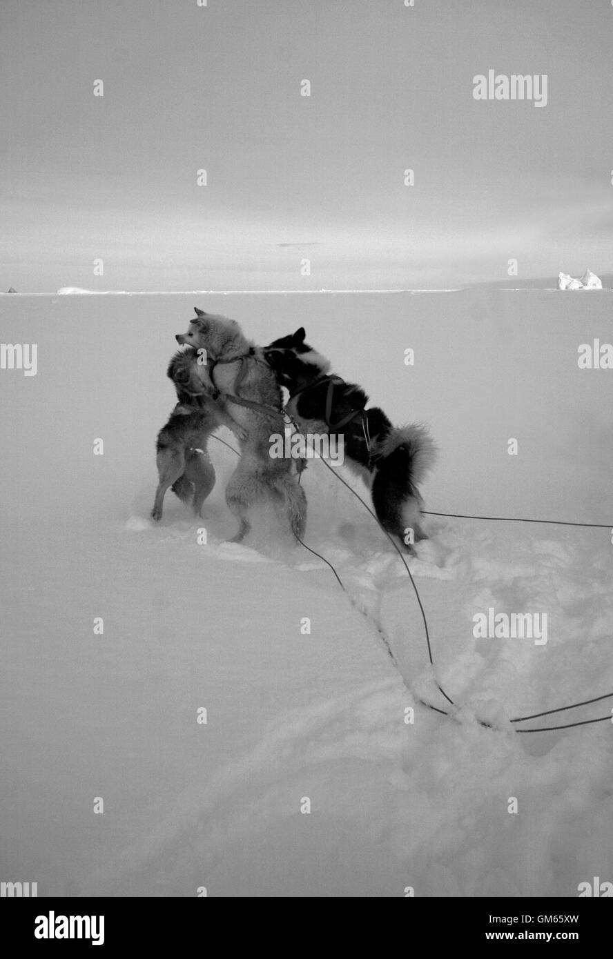 Three dogs fighting in the snow. Kulusuk. Greenland Stock Photo
