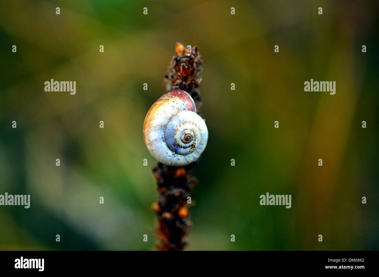 small snail sitting on the leaf of the green lettuce Stock Photo