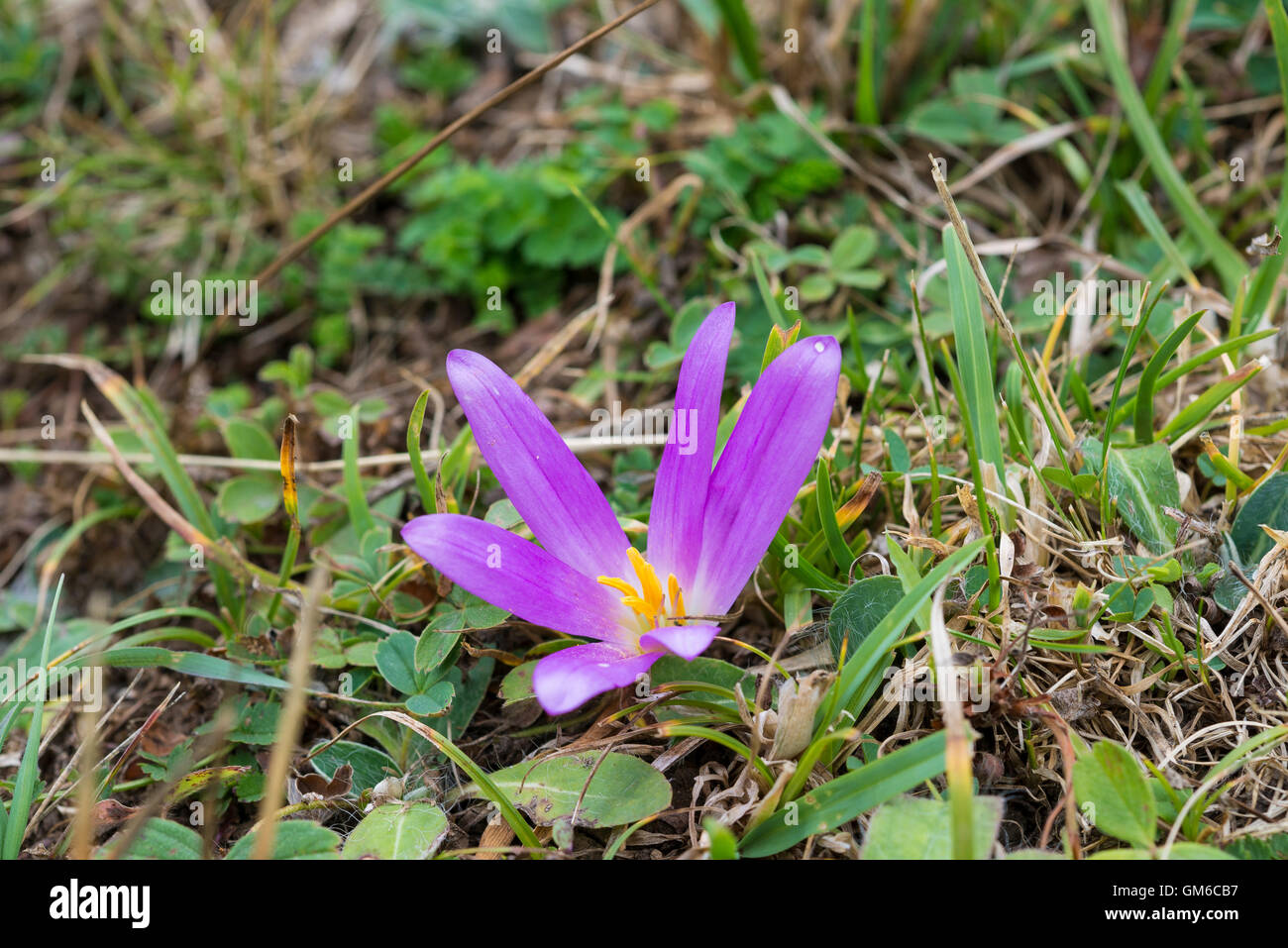 Flower of Merendera montana in Somiedo Nature Reserve, Principality of Asturias, Spain Stock Photo