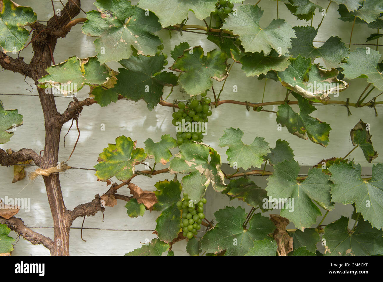 Bunches of Grapes (Vitis vinifera) Growing on a Vine against a White Painted Wall in a Greenhouse in Somerset, England, UK Stock Photo