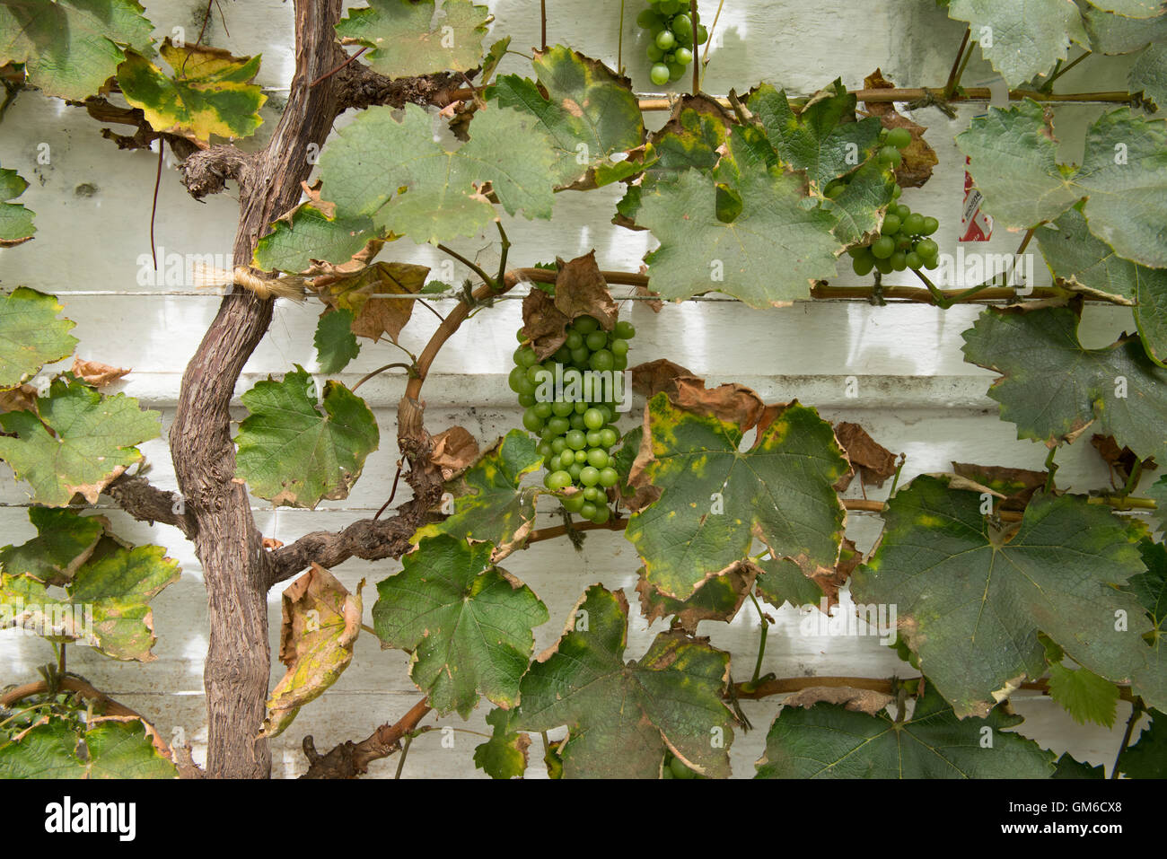 Bunches of Grapes (Vitis vinifera) Growing on a Vine against a White Painted Wall in a Greenhouse in Somerset, England, UK Stock Photo