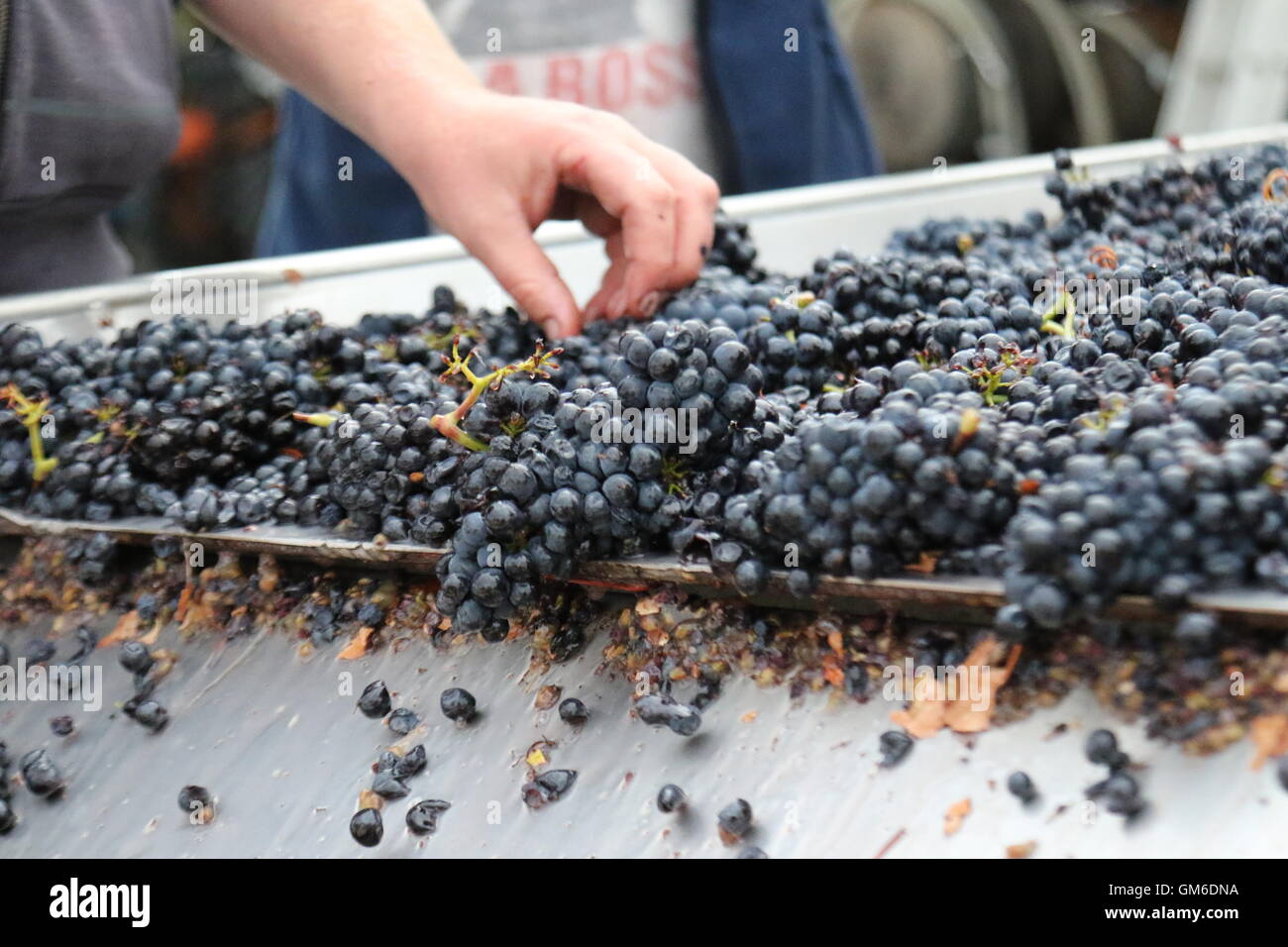 Grape sorting hires stock photography and images Alamy