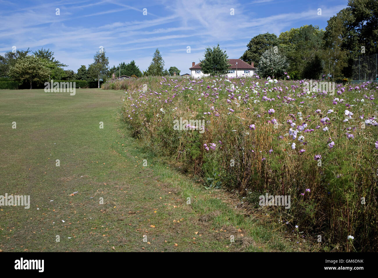 Colourful wildflower meadow simulating traditional cornfield planted on