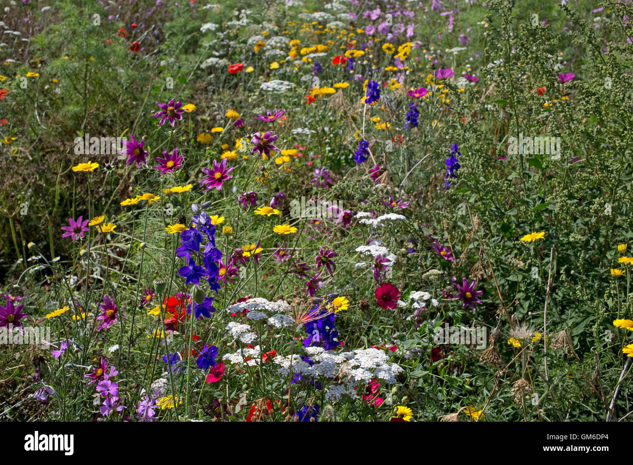 Colourful wildflower meadow simulating traditional cornfield planted on