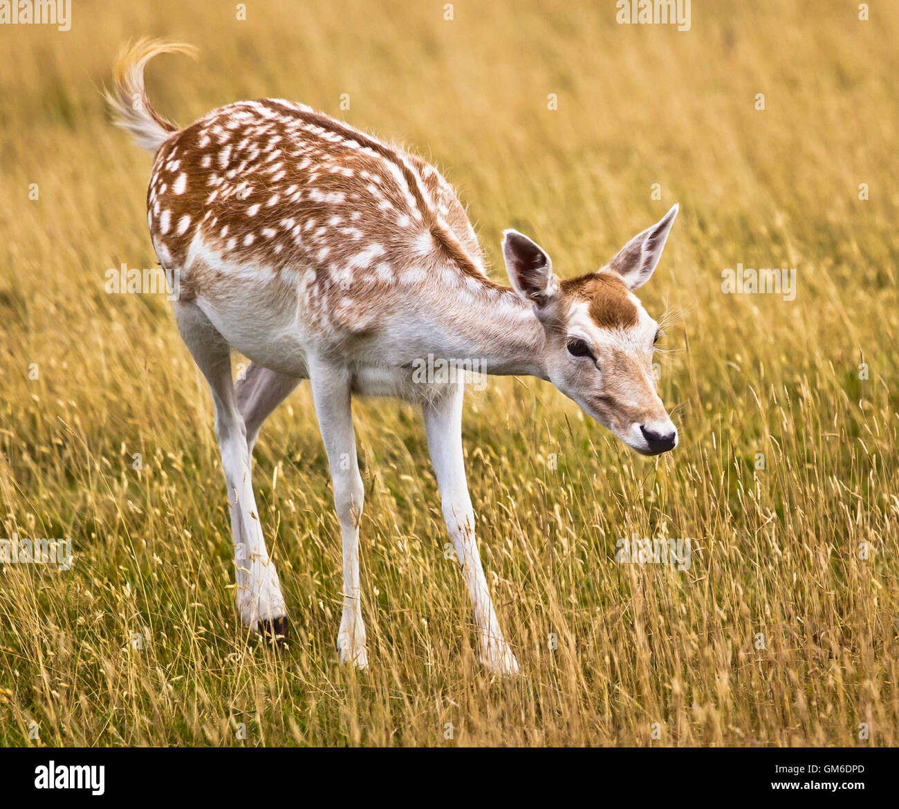 Fallow deer. Stock Photo
