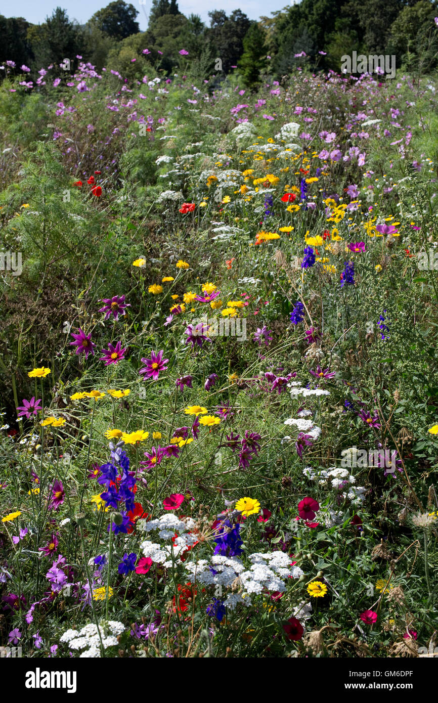 Colourful wildflower meadow Pittville Park golf course Cheltenham UK